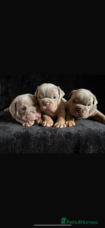 English Bulldog dogs - Advert 2