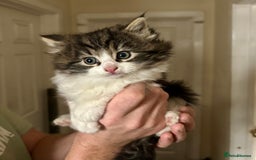 Mixed Breed cats for sale: Female kitten - Advert 2