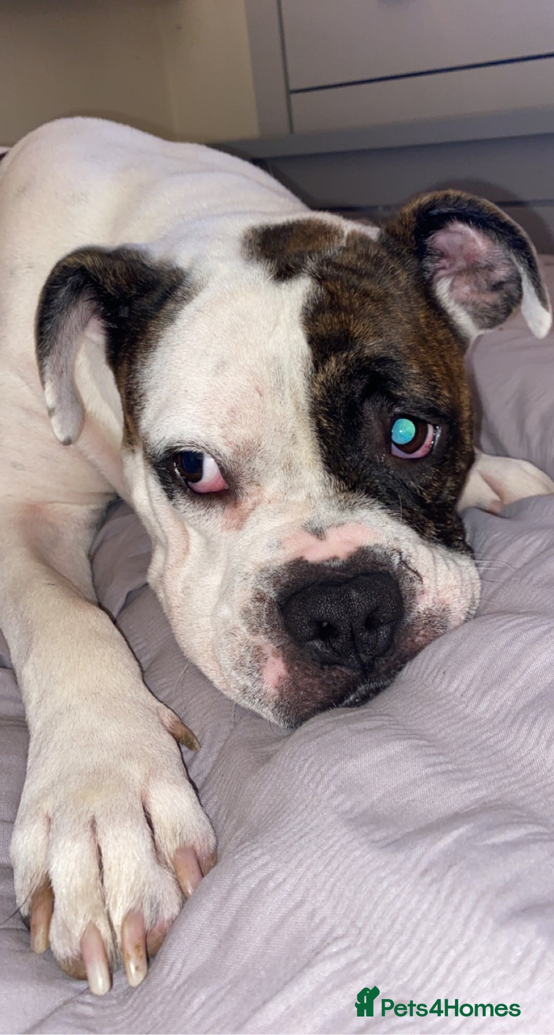 Old Tyme Bulldog dogs for sale: Old tyme Bulldog looking for a new home - Advert 3