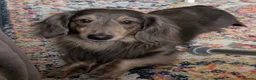 Miniature Dachshund dogs for stud: Long Haired Miniature Blue and Tan Stud - Advert 2