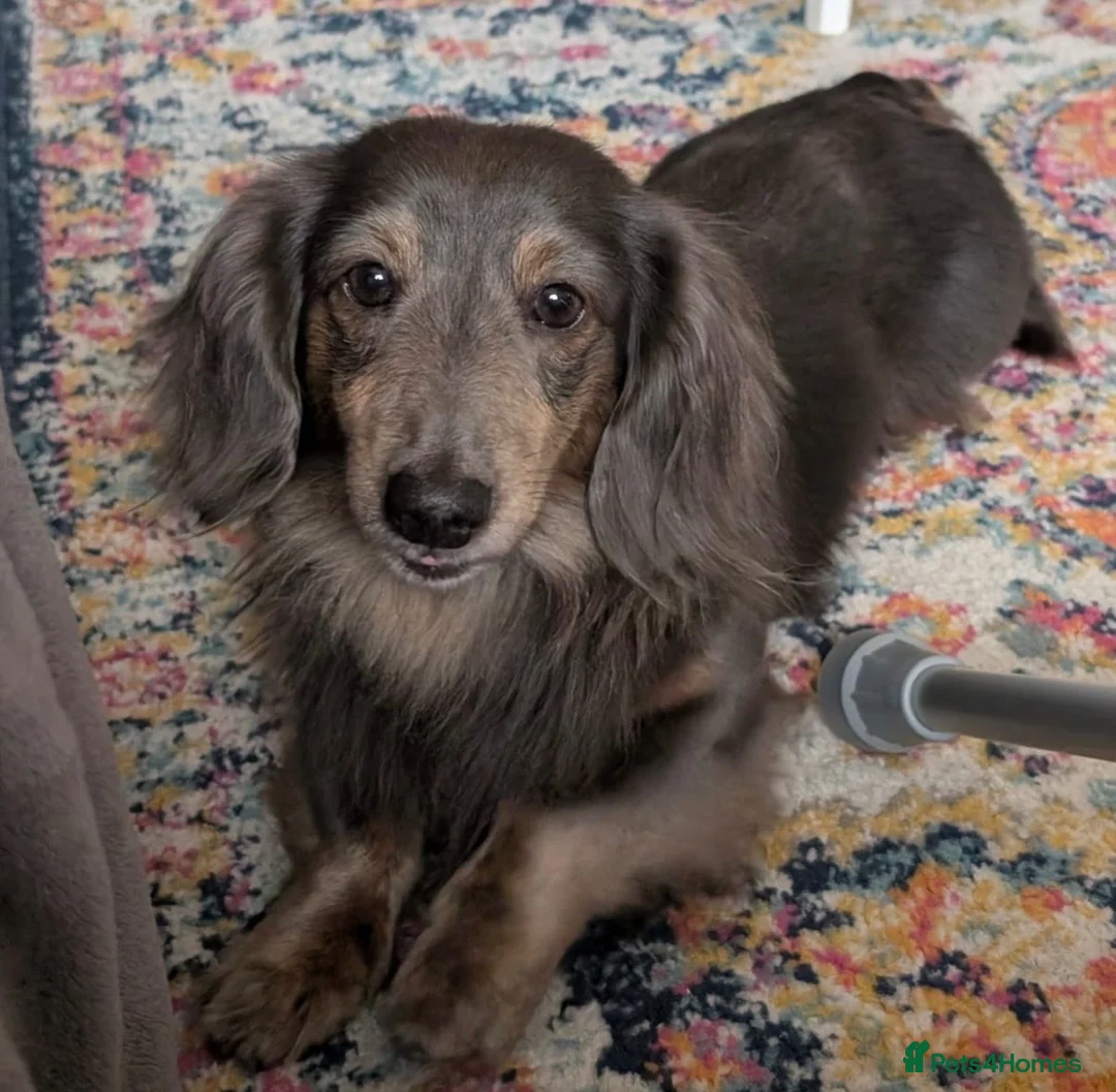 Miniature Dachshund dogs for stud: Long Haired Miniature Blue and Tan Stud - Advert 2