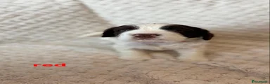 English Springer Spaniel Puppy 7