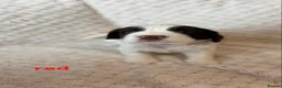 English Springer Spaniel dogs for sale: Springer Spaniel Puppies for Sale –  - Advert 12