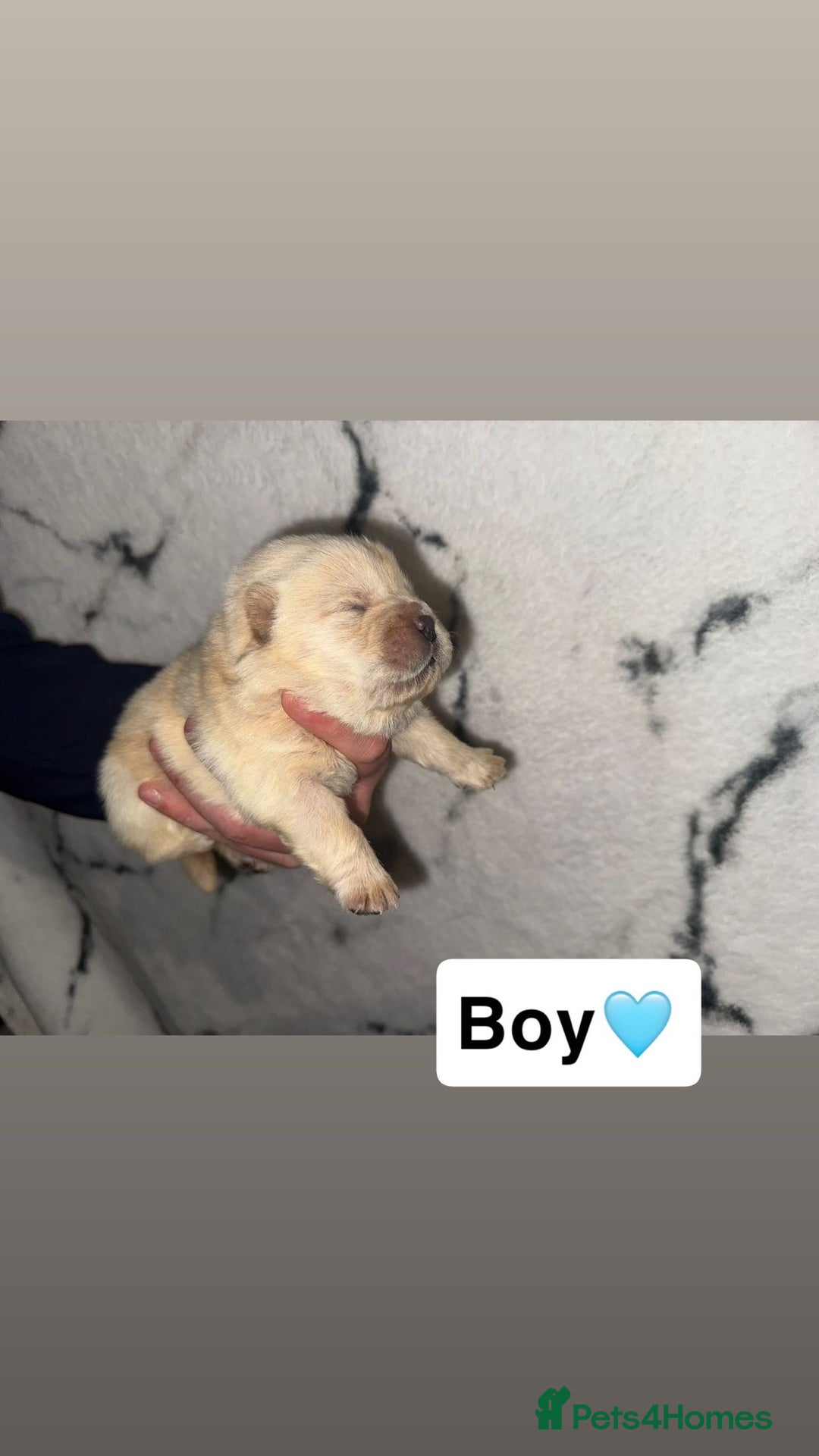 Chow Chow dogs for sale: Chow chow puppies - Image 4