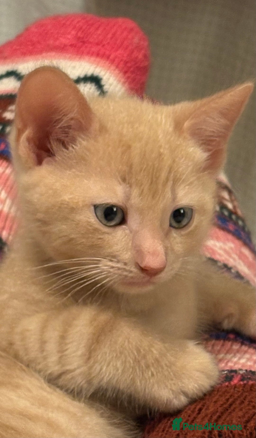 Domestic Shorthair cats for sale: Male and Female Kittens - Image 5