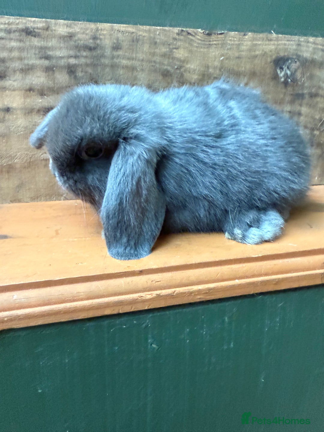 Mini Lop rabbits for sale: BEAUTIFUL MINI LOP BUNNIES - PEDIGREE  - Advert 31