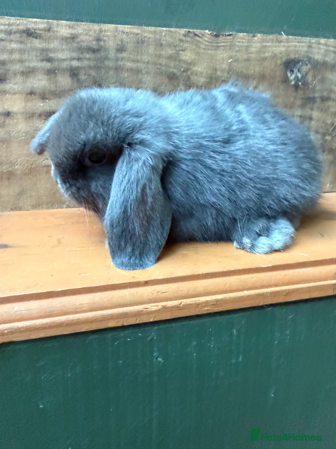 Mini Lop rabbits for sale: BEAUTIFUL MINI LOP BUNNIES - PEDIGREE  - Advert 31