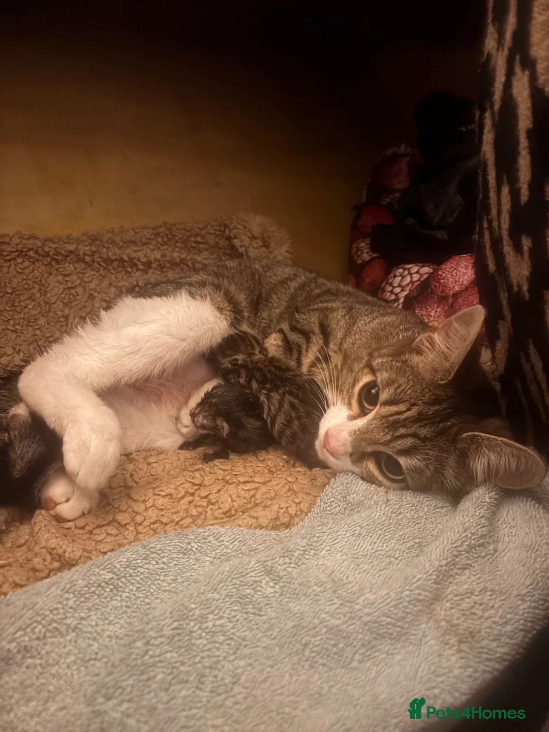 Mixed Breed cats for sale: Adorable kittens in Chesham - Advert 2