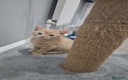 Bengal cats for sale: Ginger Kitten For Sale - Image 1