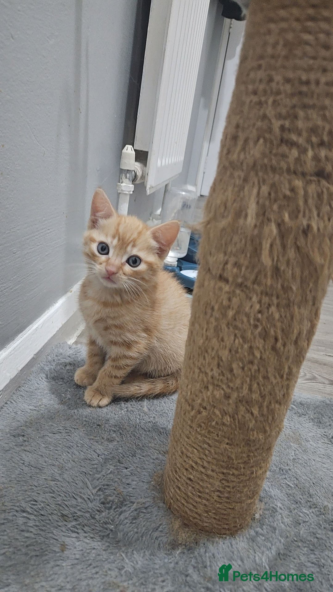 Bengal cats for sale: Ginger Kitten For Sale - Image 1