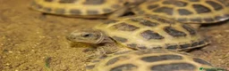 Tortoise reptiles for sale: BABY HORSFIELDS & SET UPS - Advert 8