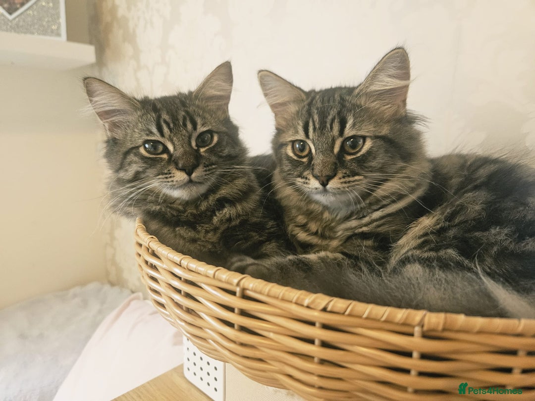 Mixed Breed cats for sale: Persian Cross British Short Hair, Two Boys - Image 5