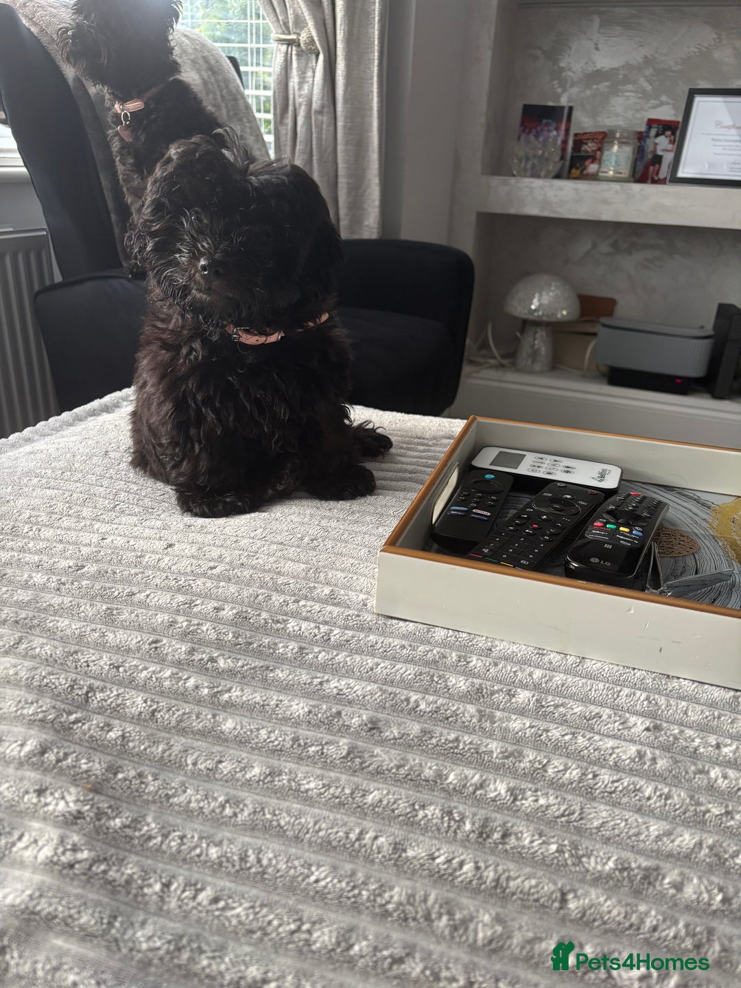 Shihpoo dogs for sale: Coco  - Image 1