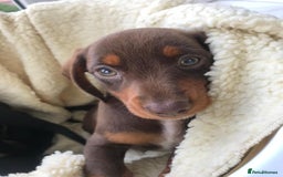 Dachshund dogs for sale: Dachshund puppies  - Image 9
