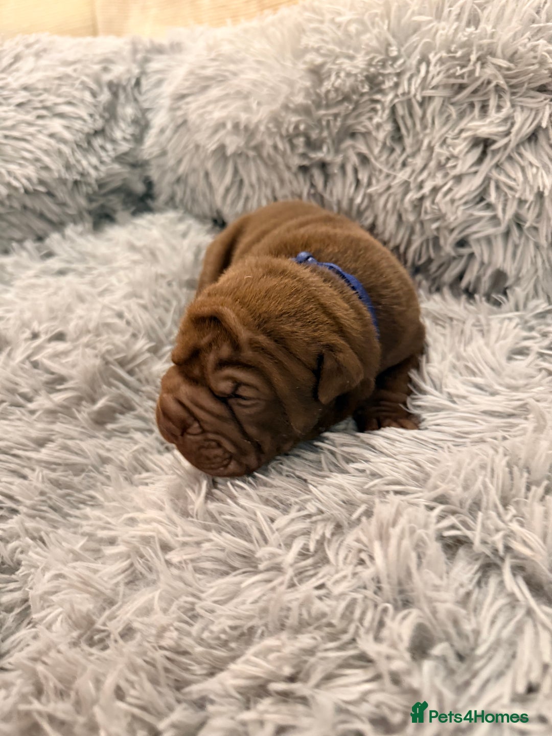 Mixed Breed dogs for sale: Gawjuss Bullpei Puppies 🐶 - Advert 16