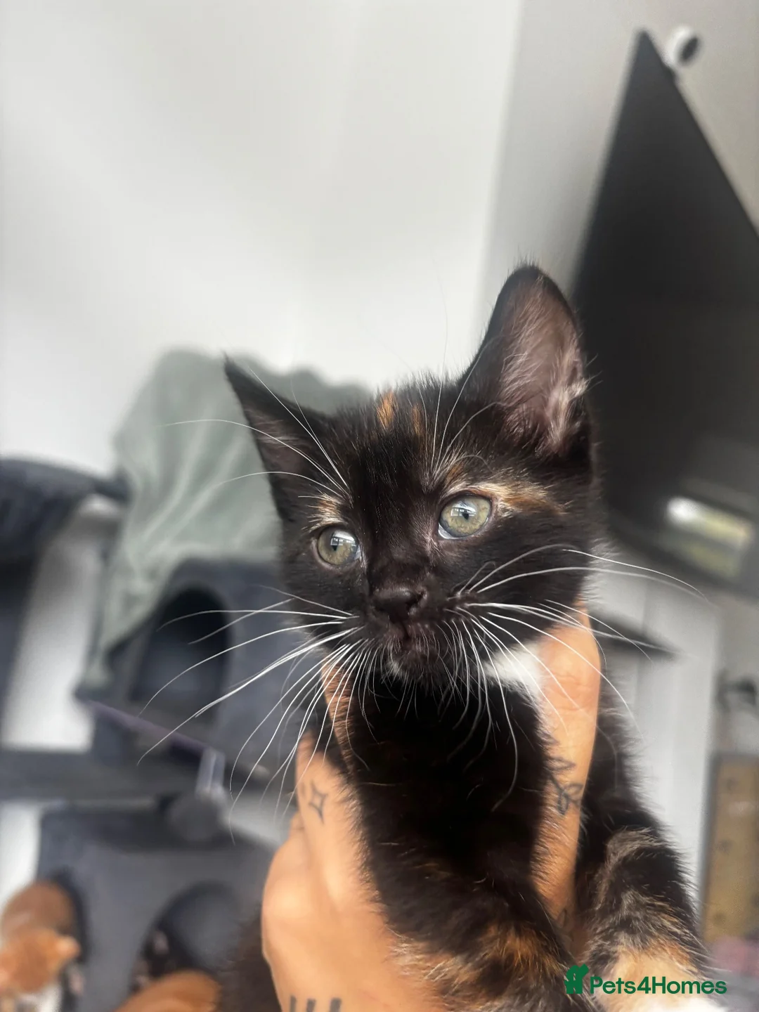 Mixed Breed cats for sale: Female tortoiseshell kitten - Advert 1