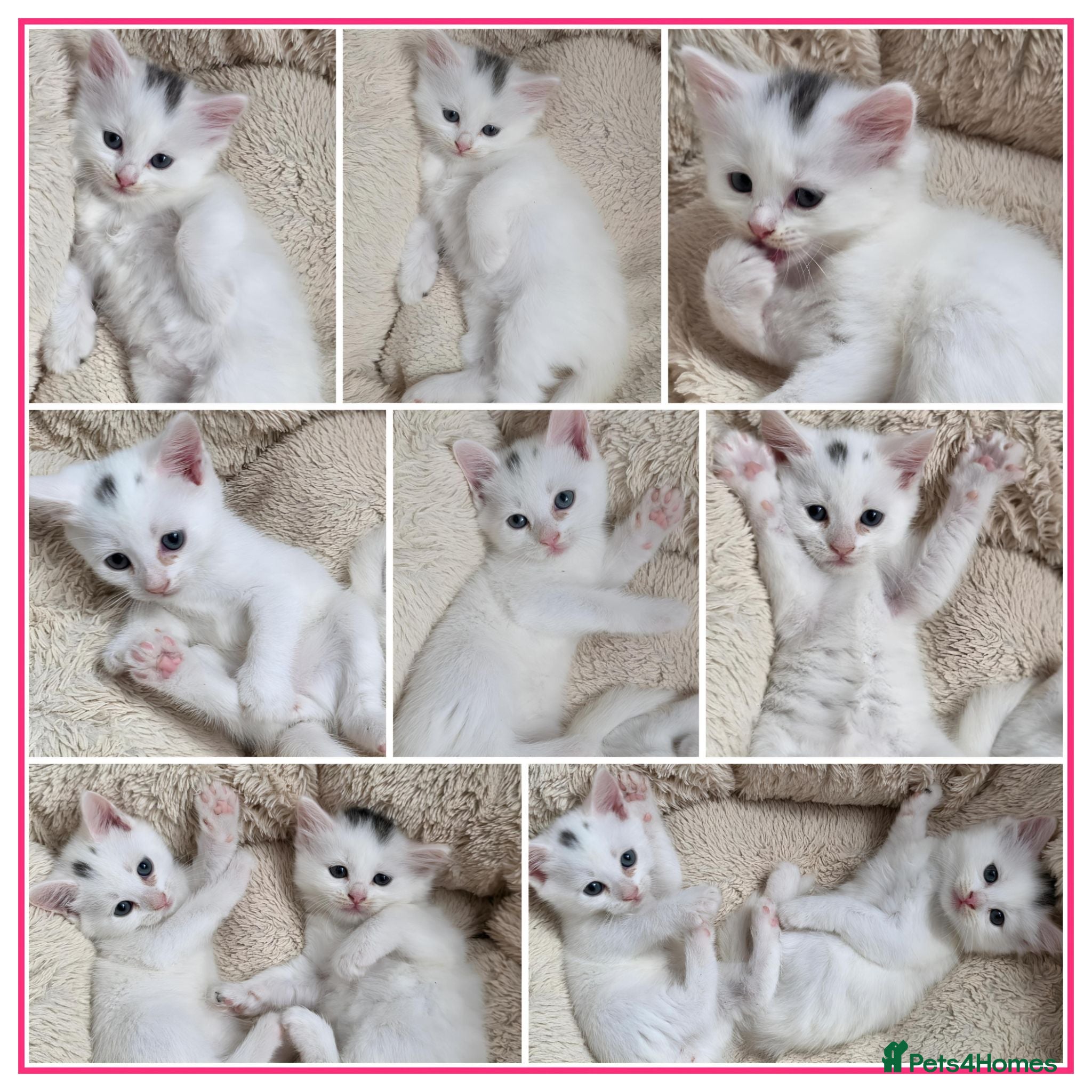 Mixed Breed cats 🔹️🔸️🔹️Kittens🔸️domestic cat x Ragdoll 🔹️🔸️ - Advert 9
