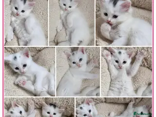 Mixed Breed cats 🔹️🔸️🔹️Kittens🔸️domestic cat x Ragdoll 🔹️🔸️ - Advert 9