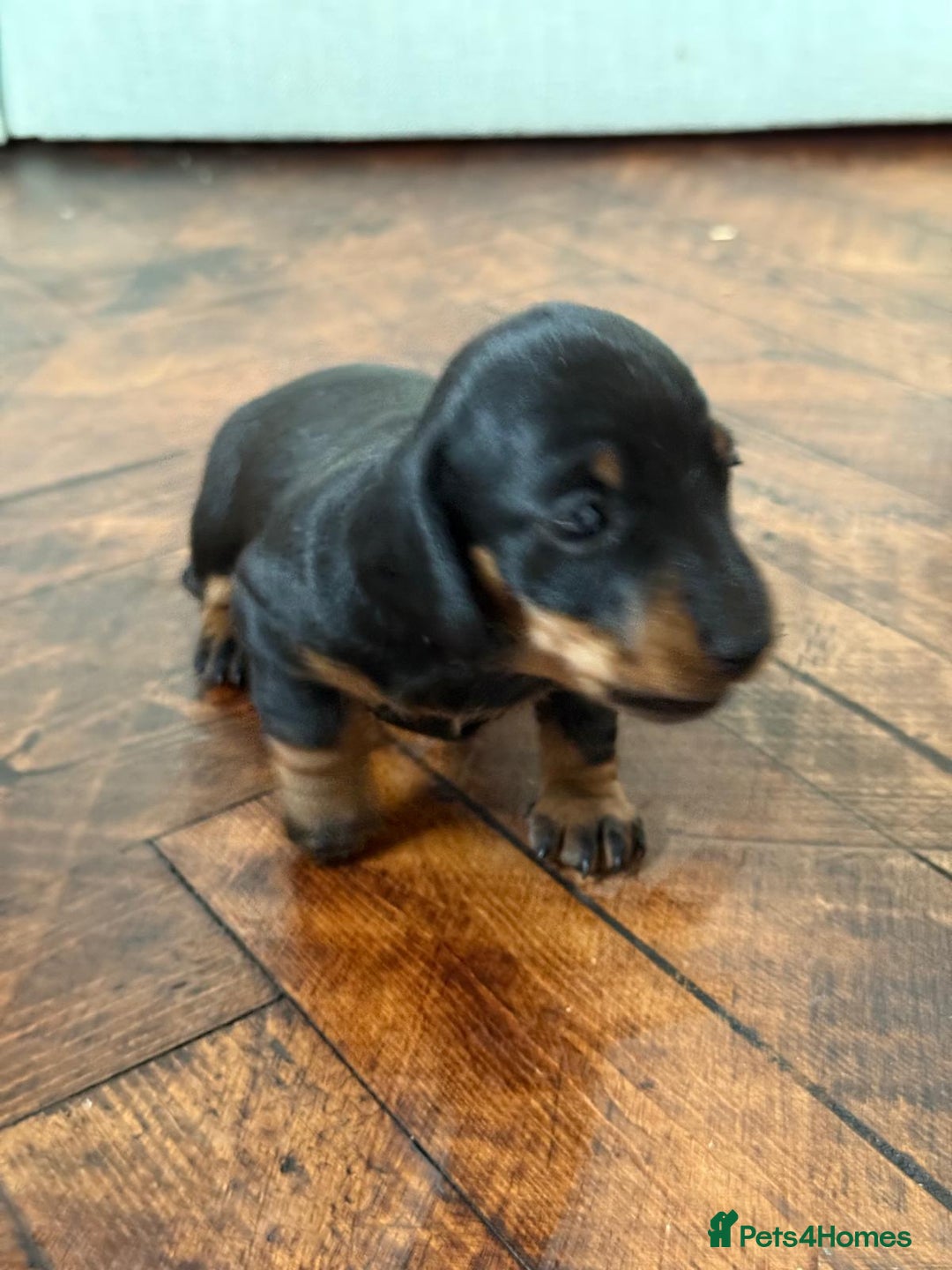 Miniature Dachshund dogs for sale: Beautiful KC Registered Miniature Dachshunds - Image 10