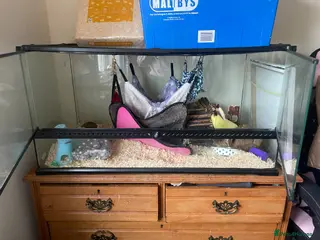 Mouse rodents Pet mouse and everything you need - Advert 8