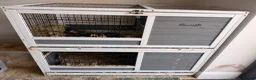 Guinea Pig rodents for sale: 2 female guinea pigs looking for new home - Advert 8