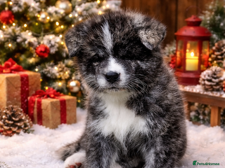 Japanese Akita Inu dogs Jepanese Akita Inu KC registered - Advert 1