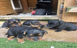 Patterdale Terrier dogs for sale: ❤️❤️Rosie & bobs litter ❤️❤️ - Image 9
