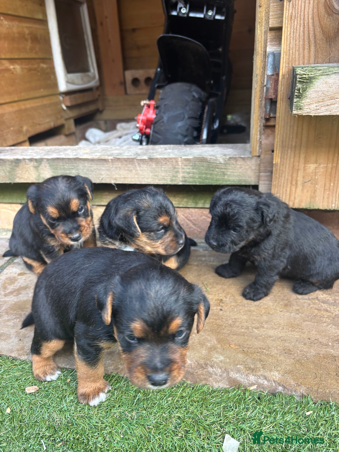 Patterdale Terrier dogs for sale: ❤️❤️Rosie & bobs litter ❤️❤️ - Image 9