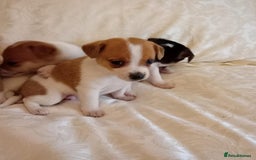 Jack Russell dogs for sale: Miniature Jack Russell puppies  - Image 10