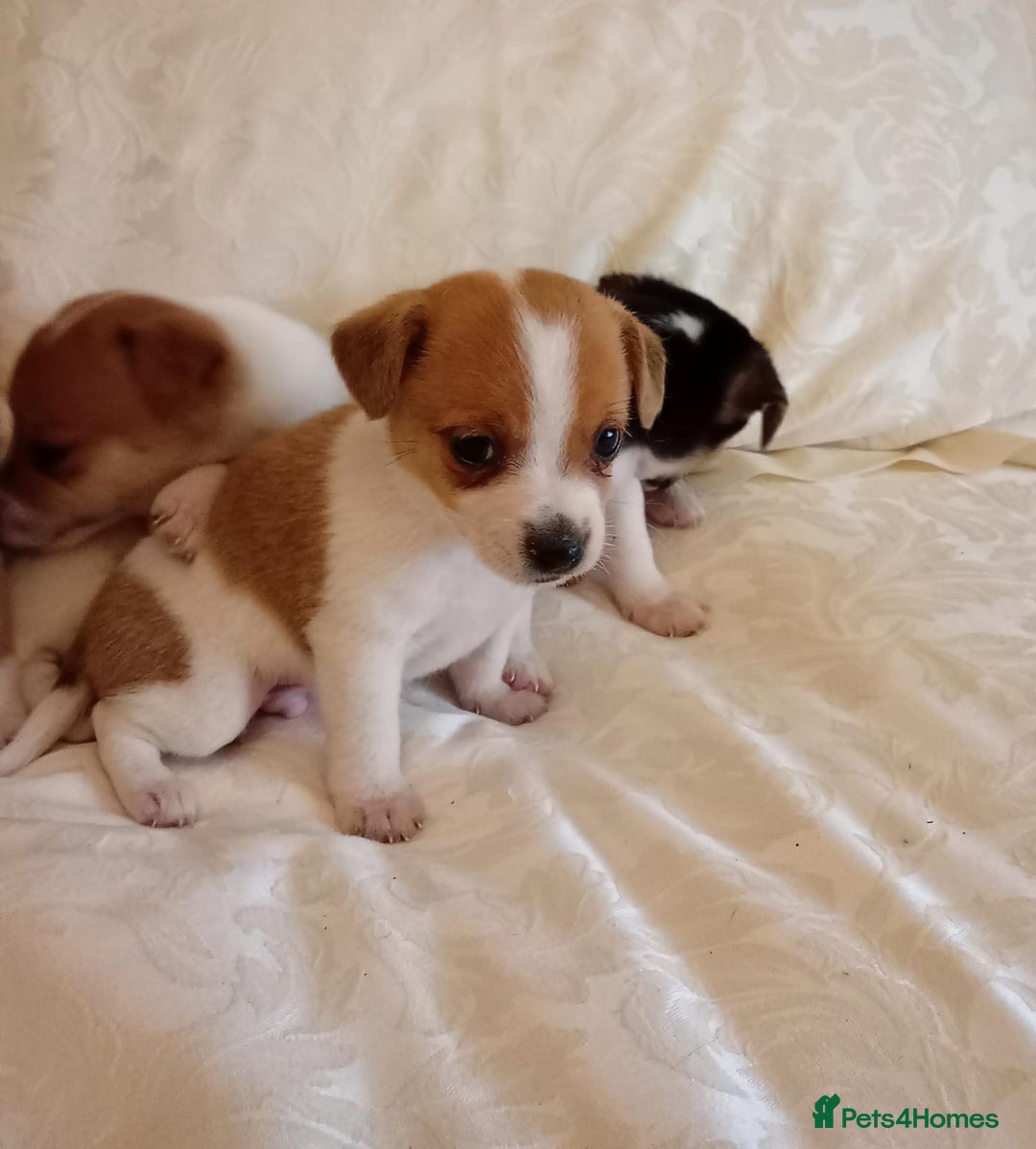 Jack Russell dogs for sale: Miniature Jack Russell puppies  - Image 10