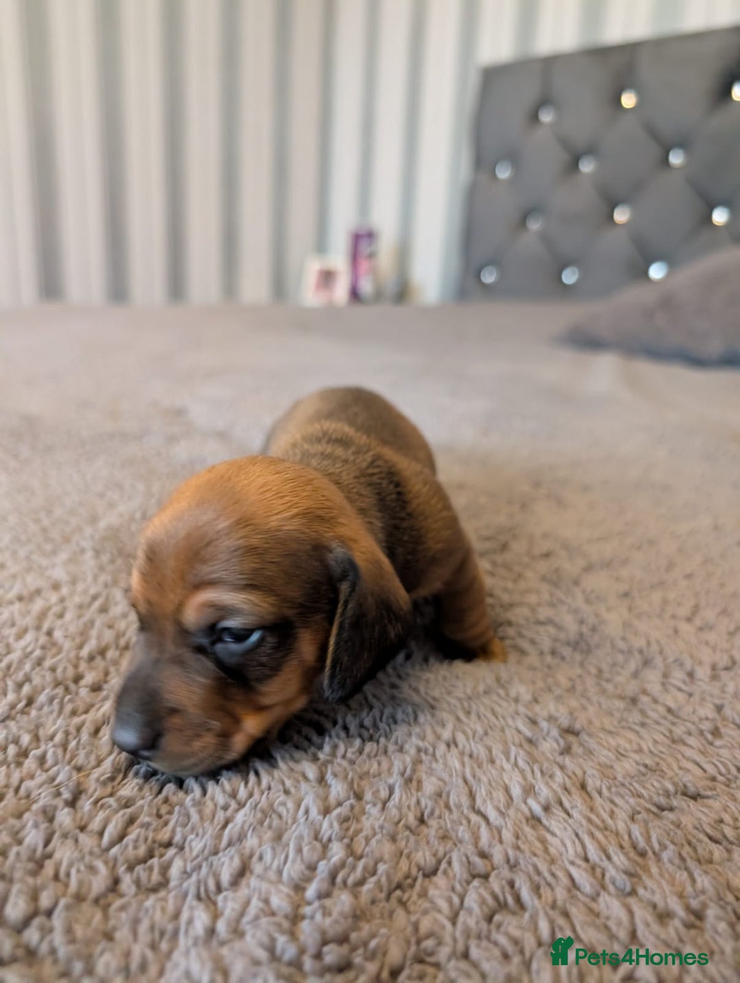 Miniature Dachshund dogs for sale: Miniature Dachshund Puppies For Sale  - Advert 29