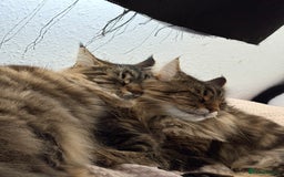 Maine Coon cats for sale: Two four year old Maine coon cats (mixed) - Image 1