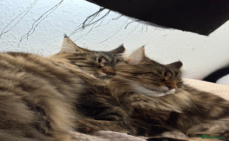 Maine Coon cats - Advert 2