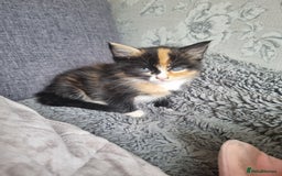 RagaMuffin cats for sale: Adorable Ragamuffin X kittens  - Image 9