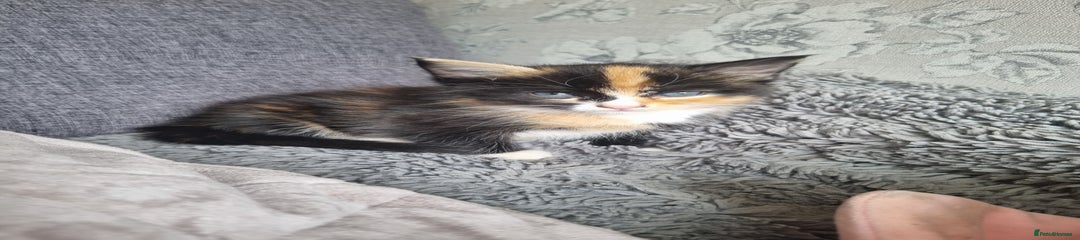 RagaMuffin Kitten 4