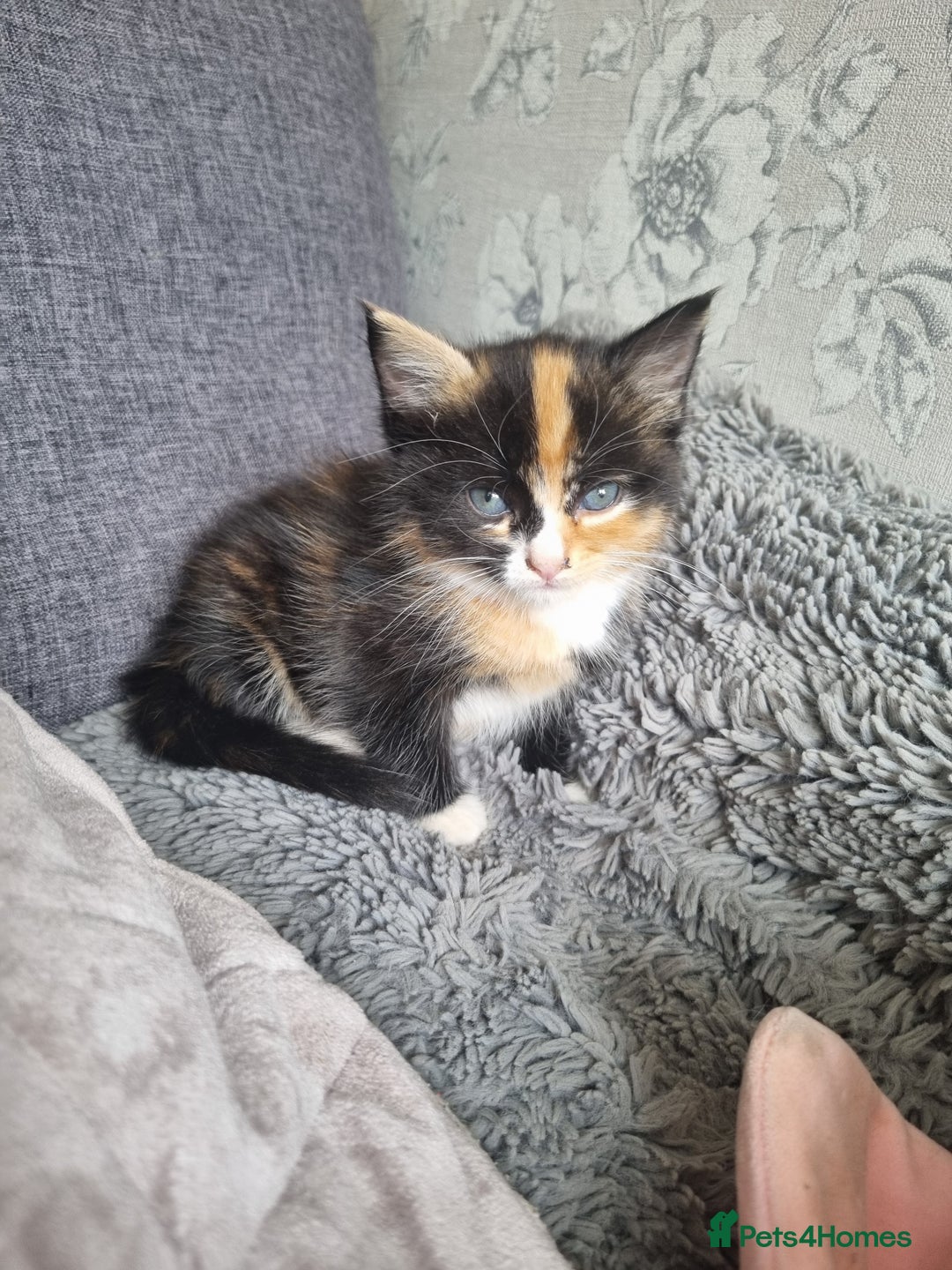 RagaMuffin cats for sale: Adorable Ragamuffin X kittens  - Image 9