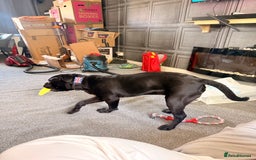 Cane Corso dogs for sale: Enzoo - Image 2