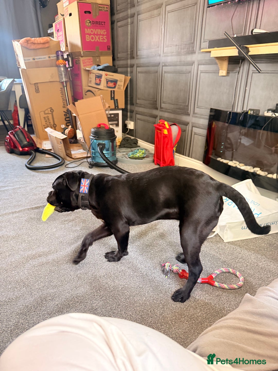 Cane Corso dogs for sale: Enzoo - Image 2