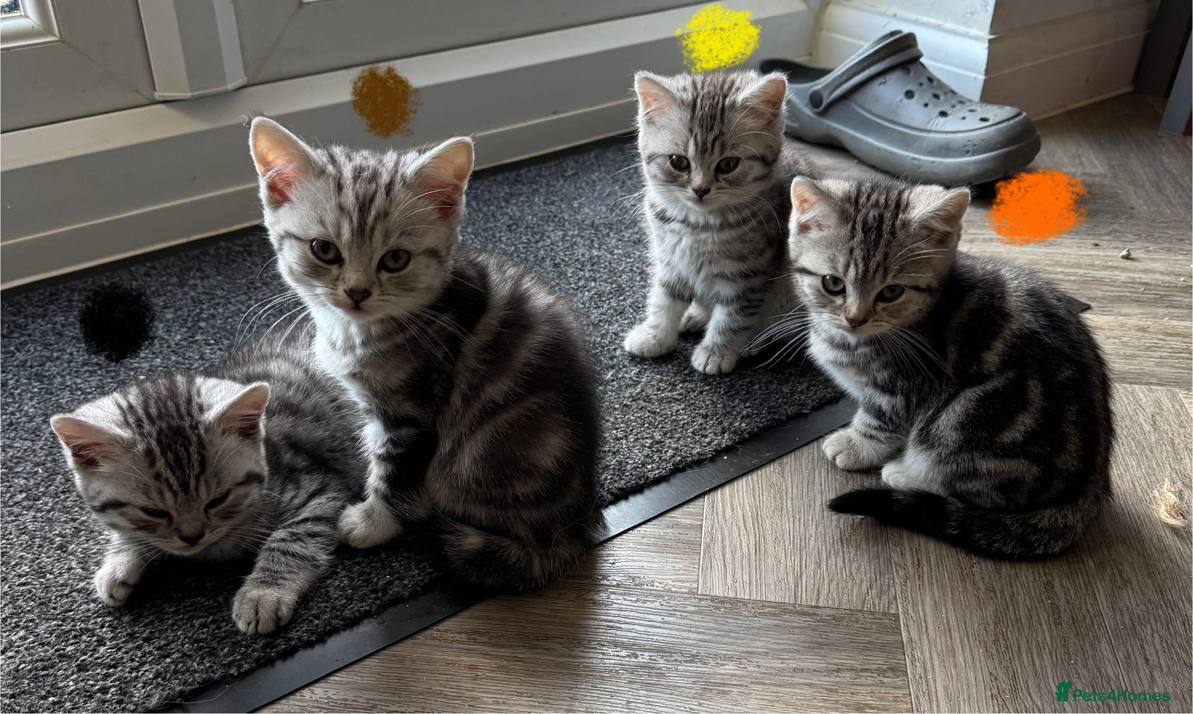 British Shorthair cats GCCF REGISTERED SILVER TABBY & SPOTTED BSH KITTENS - Advert 3