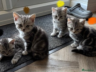 British Shorthair cats GCCF REGISTERED SILVER TABBY & SPOTTED BSH KITTENS - Advert 1