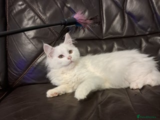 Maine Coon cats TICA Reg maine coon kittens whites - Advert 4