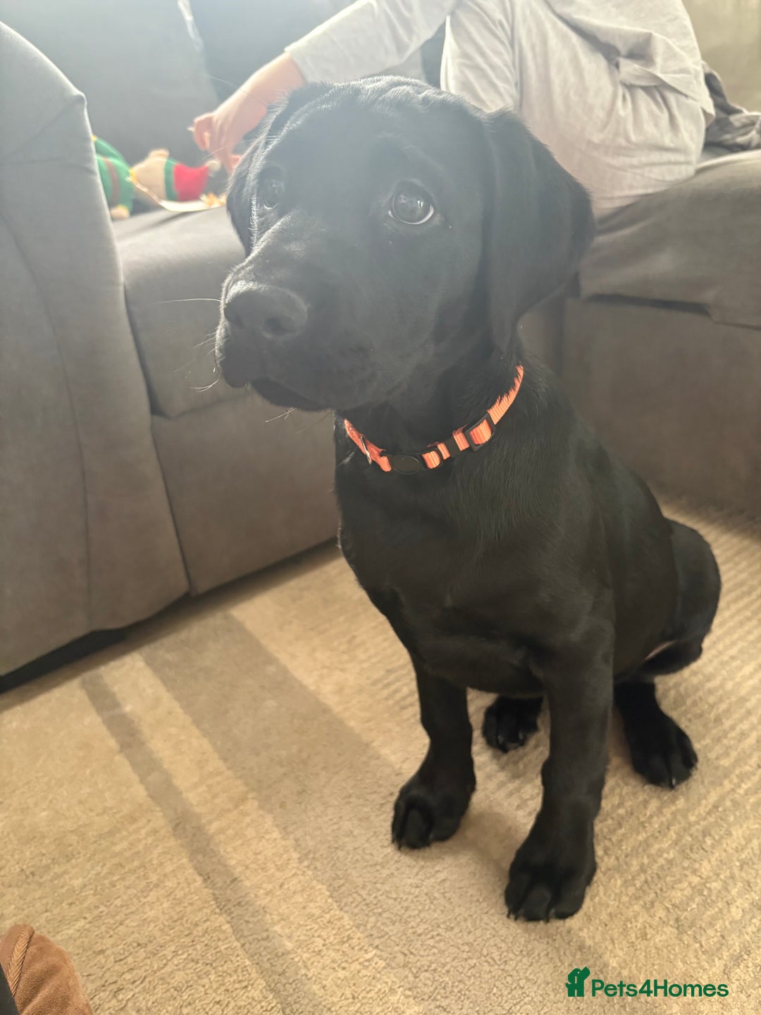 Labrador Retriever dogs for sale: 13 week old Labrador puppy  - Advert 5