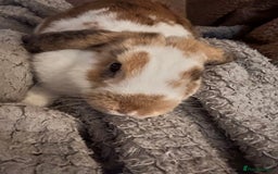 French Lop rabbits for sale: Rabbit for rehoming  - Image 3