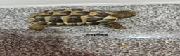 Tortoise reptiles for sale: Testudo hermanni (Hermanns Tortoise) - Advert 3