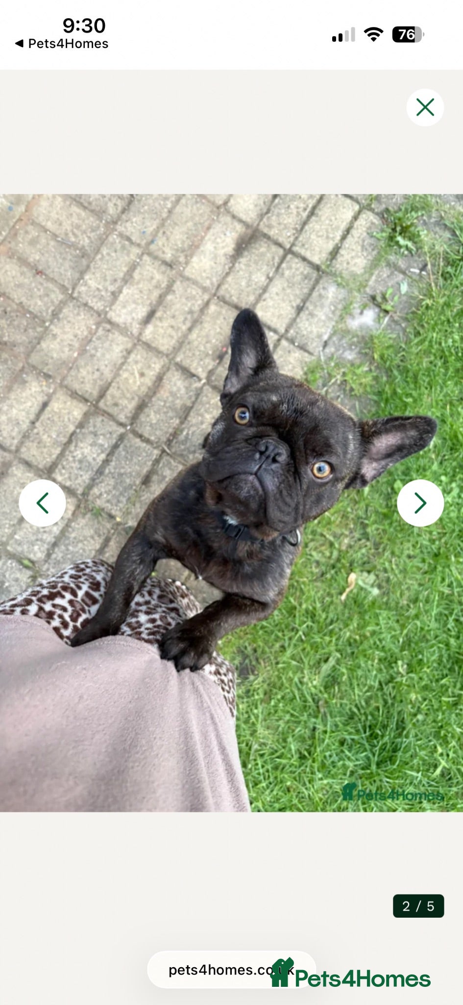 French Bulldog dogs French bulldog  - Advert 1