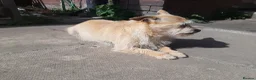 Jack Chi dogs for sale: Jack chi female Honey - Advert 7