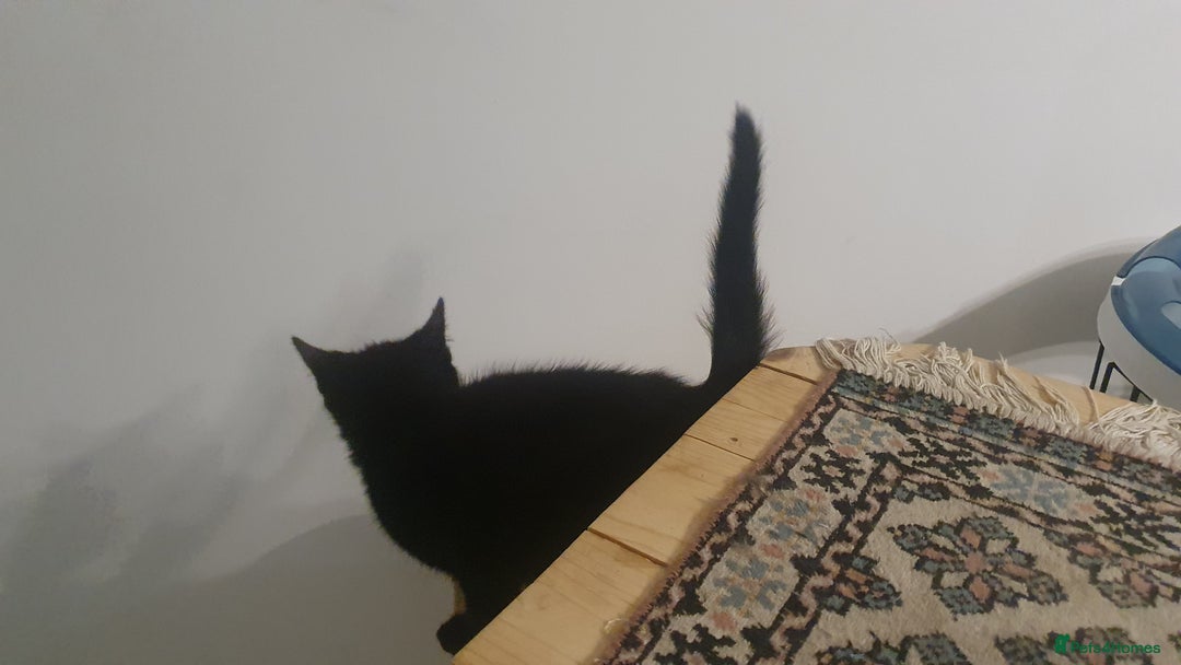 Mixed Breed cats for sale: Four kittens in search of their forever homes - Image 4