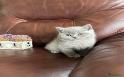 British Shorthair cats for sale:  British Blue kittens - Image 25