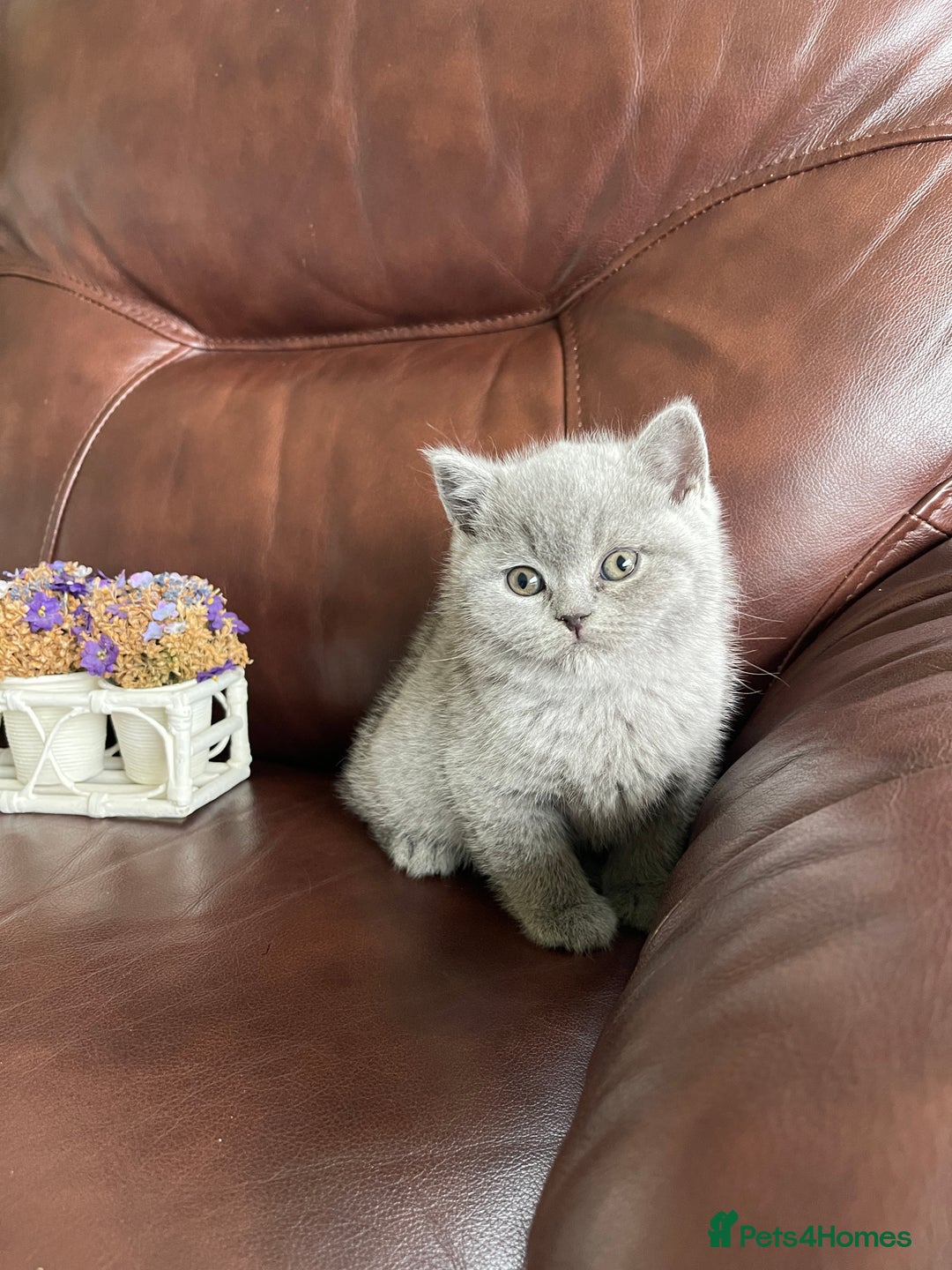 British Shorthair cats for sale:  British Blue kittens - Image 25