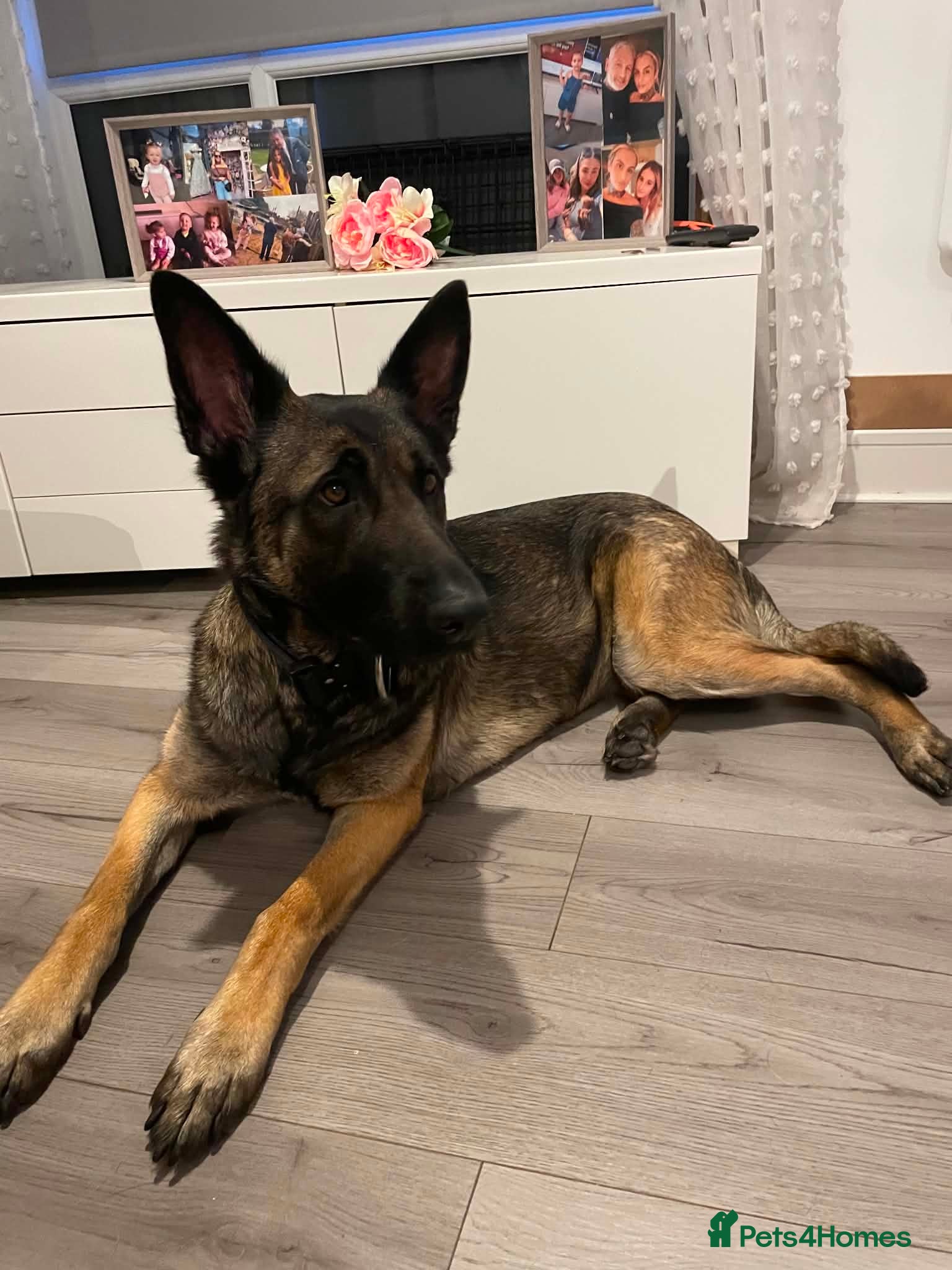 Belgian Shepherd Dog dogs Agatha  - Advert 2